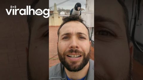 Man Makes Friends With a Bird on the Roof || ViralHog