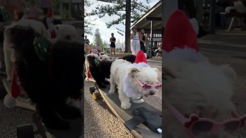 Pack of Costumed Dogs Ride on Train of Skateboards || ViralHog