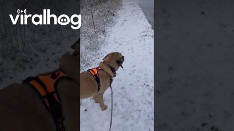 Dog Grazes With The Deer || ViralHog