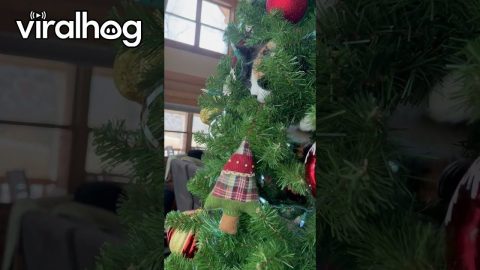 Cat Spies on Birds From Inside Christmas Tree || ViralHog