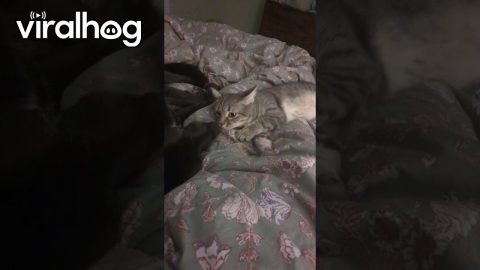 Cat Thinks Dog's Breath Stinks || ViralHog