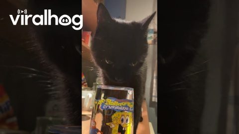 Black Cat Has a Funny Way of Drinking Water || ViralHog