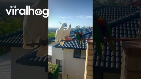 Parrots Squabble Over Seeds || ViralHog