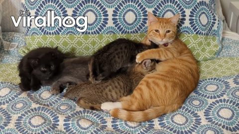 Male Cat Lets Foster Kittens Suckle || ViralHog