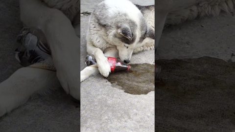Pup Pours Itself Some Coca-Cola || ViralHog