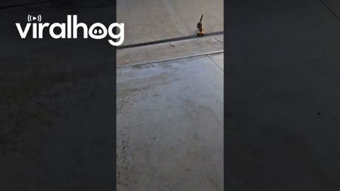 She Was A Skater Cat, She Said See You Later Cat || ViralHog