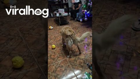 Dog Couldn't Wait For Presents || ViralHog