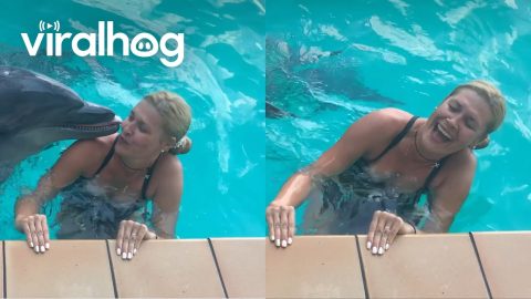 Dolphin Elated By Kisses || ViralHog