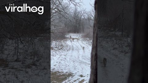Bobcat Takes a Stroll With Two Bucks Trailing Behind || ViralHog