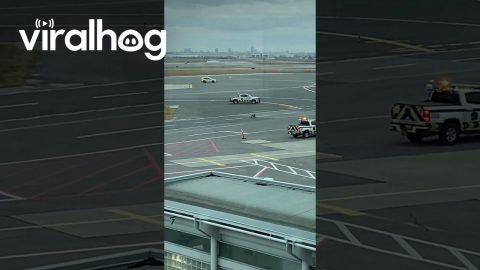 Dog On The Loose At Toronto International Airport || ViralHog