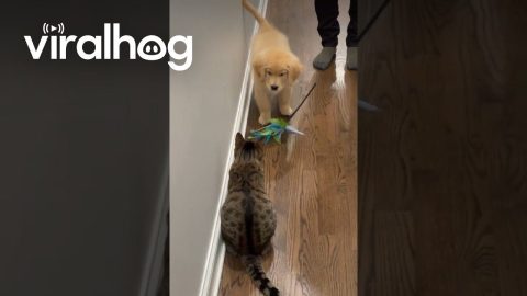 Golden Retriever Puppy Wants Kitty to Play || ViralHog