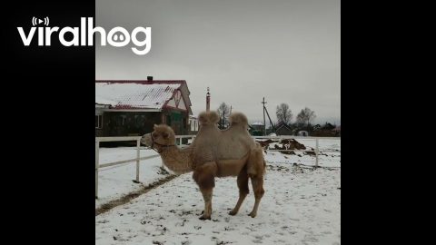 Camel Sees Snow For the First Time || ViralHog