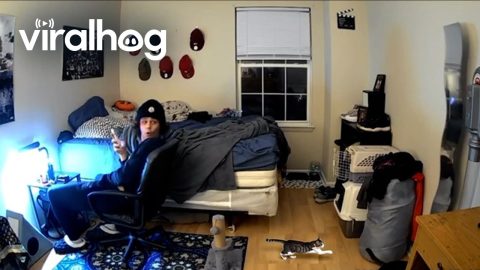 Kitten Shatters Mirror || ViralHog