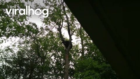 Concerned Man Begs Black Bear To Stop Climbing || ViralHog