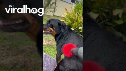 How To Pamper Your Dog || ViralHog