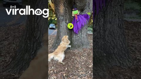 Timid Golden Rescues Frisbee From Witch's Clutches || ViralHog