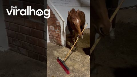 Funny Horse Wants to Get to Work || ViralHog