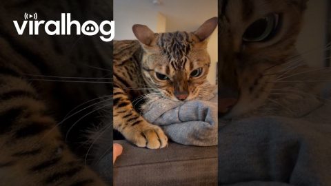 Cat Thinks Owner's Furry Jacket Is His Prey || ViralHog