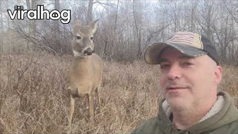 White-tailed Deer Loves Shakespeare || ViralHog