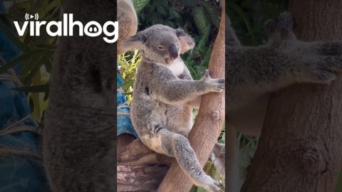 Koala Cools Off In Breeze || ViralHog