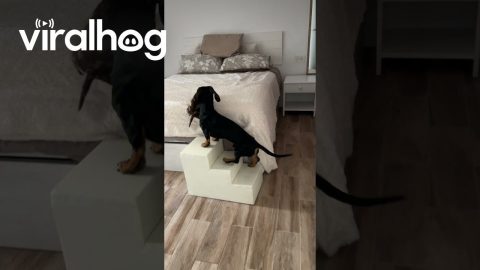 Teamwork Helps Dachshund Puppy Up Steps || ViralHog