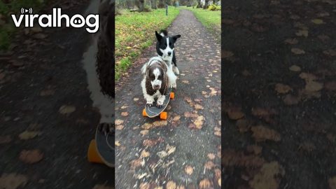 Dogs Love to Skateboard || ViralHog