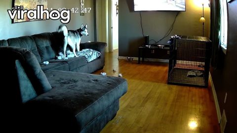 Husky Rips Couch Apart || ViralHog