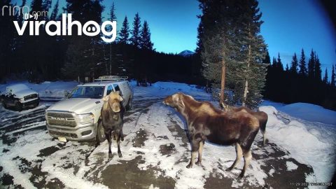 Two Mama Moose Clash In Driveway || ViralHog