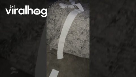 Boxer Makes a Mess With Toilet Paper || ViralHog