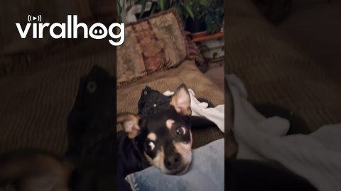 Bruiser Wants A Ride In The Cruiser || ViralHog