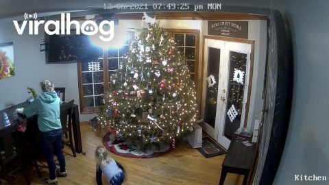 Cat Topples Grandly Decorated Christmas Tree || ViralHog