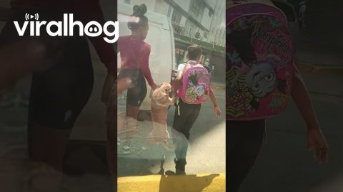 Dog Crosses the Street Like a Human || ViralHog