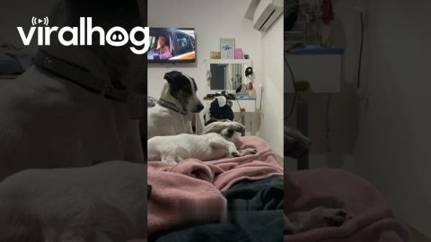 Dog Has Bad Dreams || ViralHog