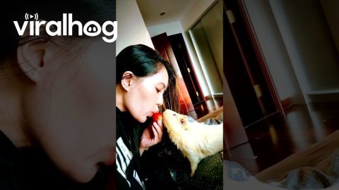 Sharing Strawberry With Guinea Pig || ViralHog