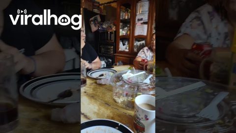 Nosy Pup Begs For Table Food || ViralHog