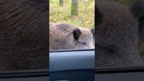 Boar Demands Treats || ViralHog