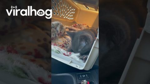 Shrimp The Kitten Relaxes In His Carrier || ViralHog