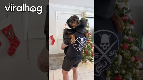 Comforting Your Big Bad Rottweiler After a Chihuahua Snapped at Him || ViralHog