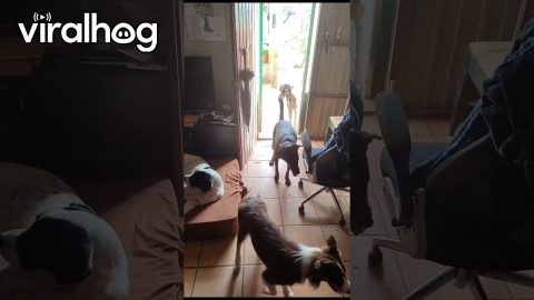 How To Get The Dogs Outside || ViralHog