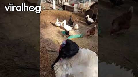 Tom the Turkey Wears a Wig || ViralHog