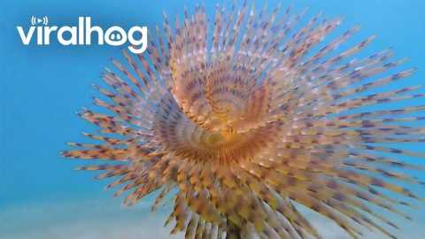 A Flower Beneath The Waves || ViralHog