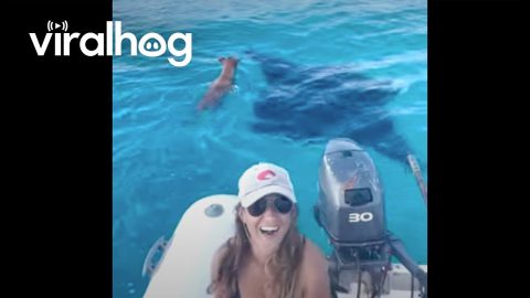 Dog Swims With Manta Rays || ViralHog