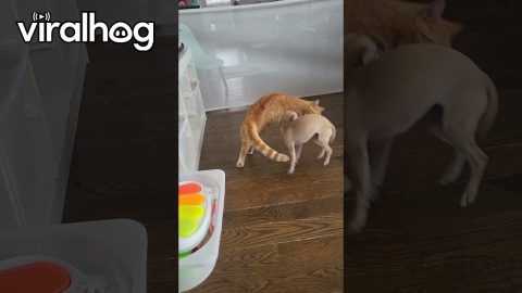 Chihuahua Wrestles Cat || ViralHog