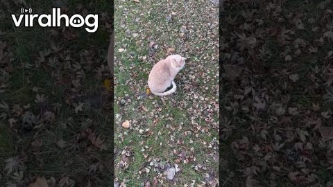 Bilingual Cat Meows Hello || ViralHog