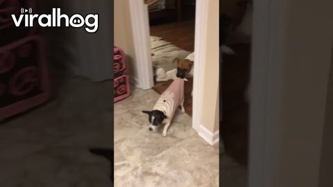 Boxer Pup Is a Bit Pushy For Playtime || ViralHog