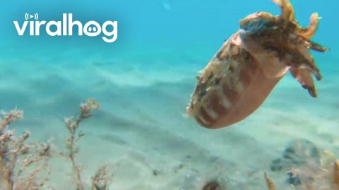 Baby Cuttlefish Swims Along Ocean Floor || ViralHog