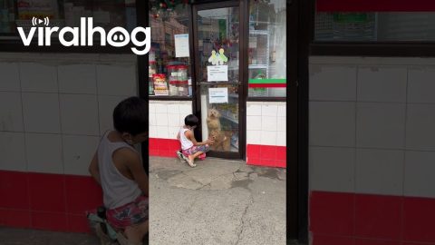 Store Pups Want to Play With Boy || ViralHog