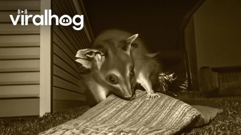 Opossum Pilfers Blanket || ViralHog