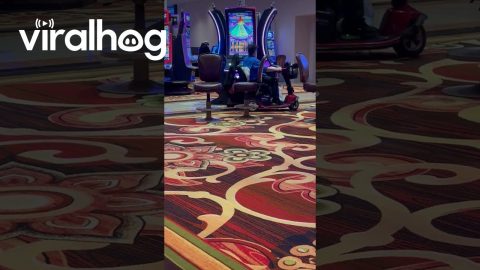 Literally Gaming the System || ViralHog