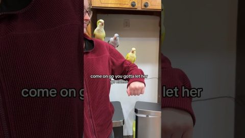 Quaker Parrots Love Their Assistant || ViralHog